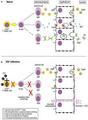 Mucosal IgA Responses: Damaged in Established HIV Infection—Yet, Effective Weapon against HIV Transmission